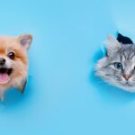 家族やペットと一緒に！フォトウェディングの自由な演出アイデア